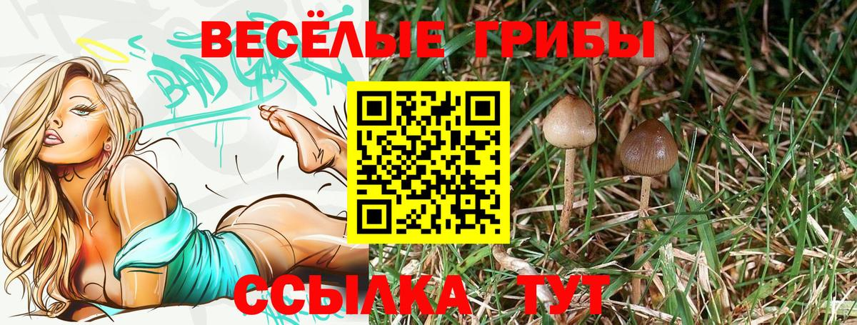 Псилоцибиновые грибы Psilocybe Гулькевичи